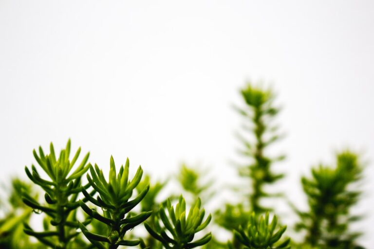Photo Cannabidiol: plant extract