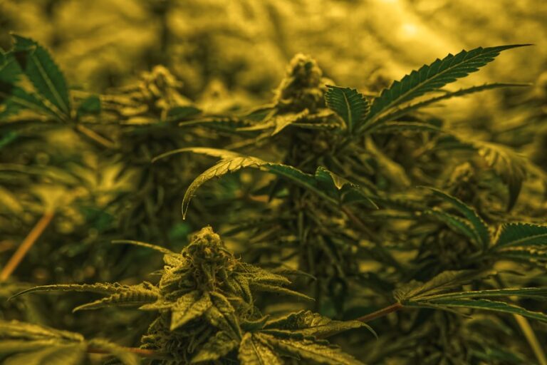 Photo Marijuana buds