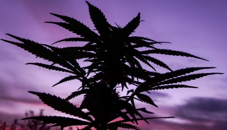 Cannabis Flos THC 20 % CBD <1% (ODI Pharma) Jean Guy - Medyczna Marihuana 1 Photo Cannabis buds