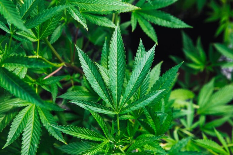 Photo Medical cannabis