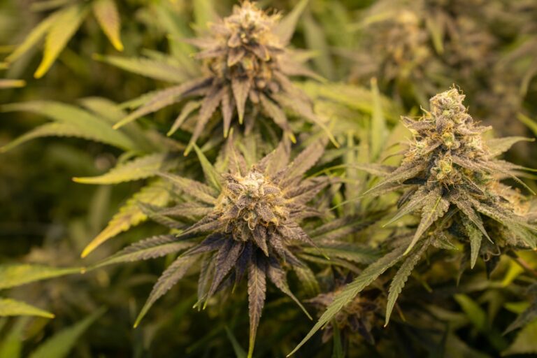 Korzyści z produktów konopnych CBD 1 Photo CBD products - Hemp