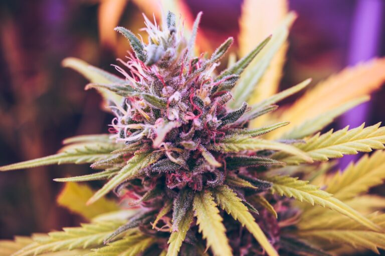 Photo Cannabis, Brain