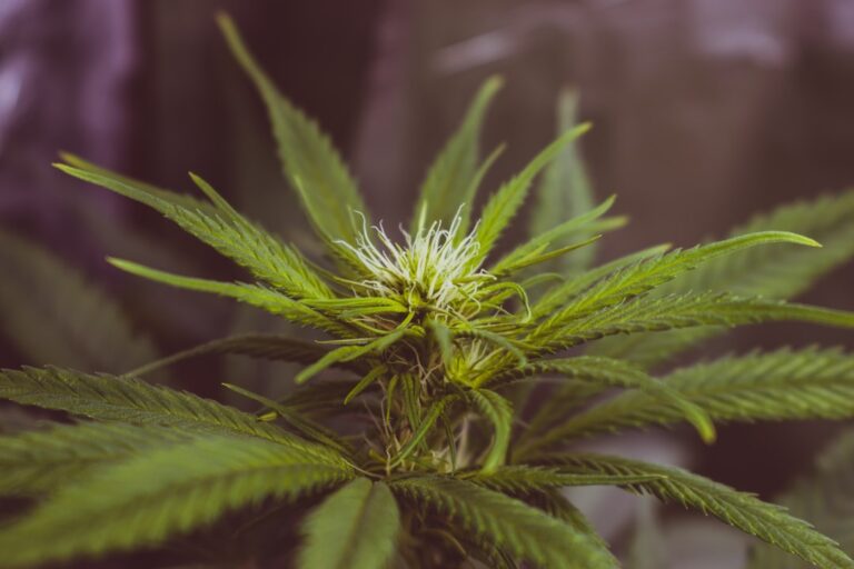 Photo Marihuana