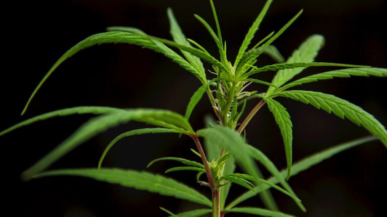 Marihuana w diecie bezlaktozowej 5 Photo Marihuana