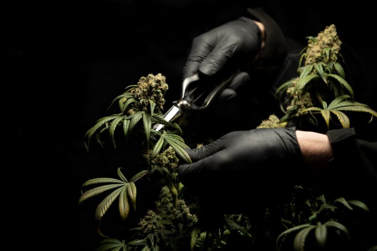 Photo Marihuana