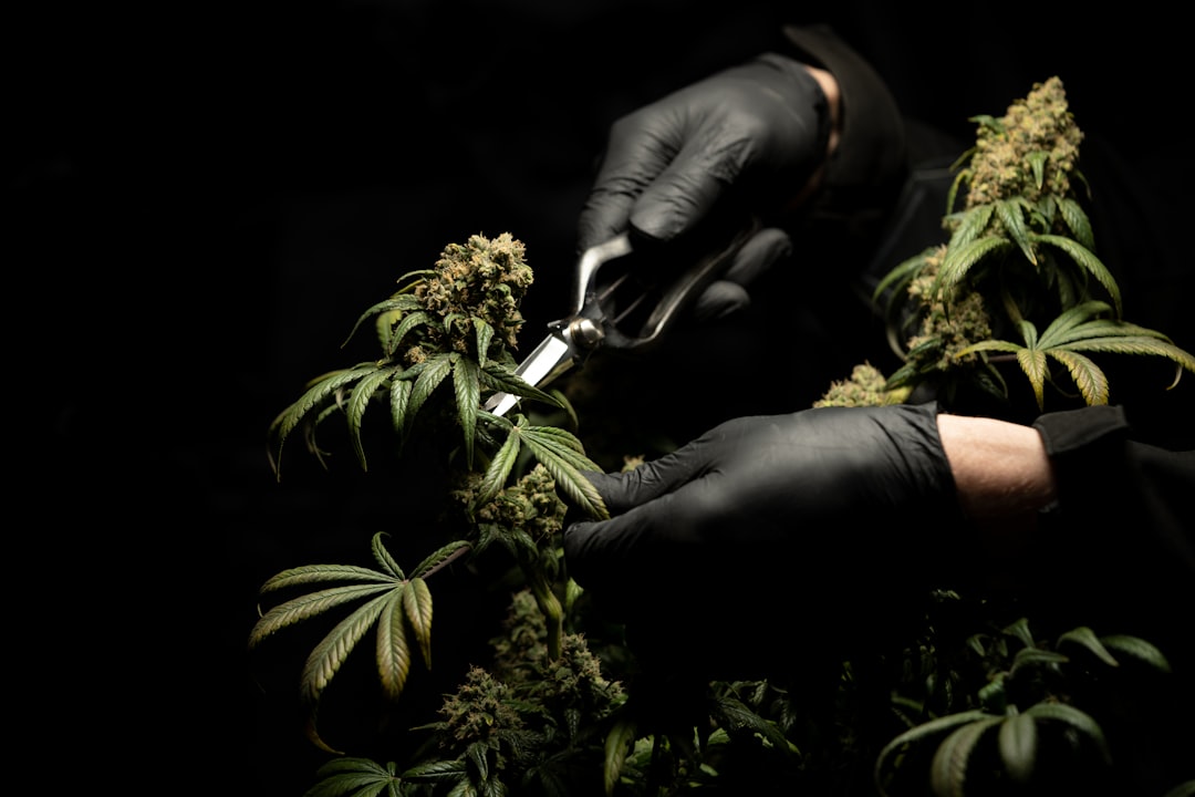 Photo Marihuana